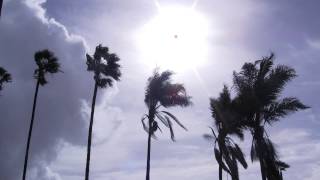 Royalty FREE Palm trees blowing in the wind Video [upl. by Naired]