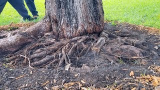 Removal of girdling roots from green buttonwood tree [upl. by Philemon]