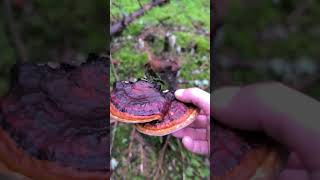 Fomitopsis Pinicola shorts subscribe mushroomlife shortvideo nature mushroom food foryou [upl. by Abla920]