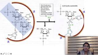 RNase A  Catalytic mechanism of Ribonuclease A Biochemistry [upl. by Einnhoj]