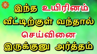 செய்வினையை இந்த உயிரினம் மூலம் தான் அனுப்புவார்கள் [upl. by Lenee]