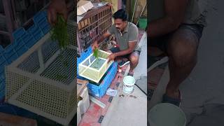 Tiger Barb Breeding Day  2 Part  2 [upl. by Tierza]