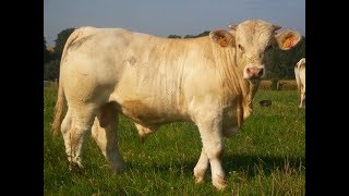 Elevage de charolais  la période hivernale au GAEC ROLIN [upl. by Adnoluy184]