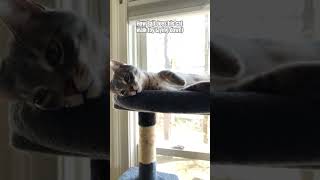 Relaxed cat does catwalk trend music love 80smusic kittytime cuteanimal cutecat catlover dj [upl. by Lewiss]