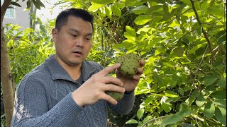 Cherimoya amp Atemoya  The Perfect Tropical Fruit Trees for the Central Valley [upl. by Ahsenek]