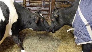 Sweety and Tricia Two Blind Cows Find Friendship at Farm Sanctuary [upl. by Nil188]