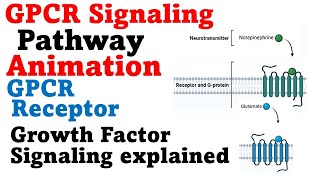 G protein signaling pathway  GPCR cell signaling [upl. by Aserehtairam]
