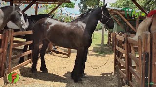 Características del Caballo Frisón  TvAgro por Juan Gonzalo Angel [upl. by Medina]