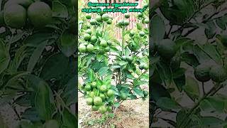 propagate lemon tree from cuttings shorts [upl. by Solotsopa]