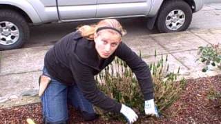 How to Prune a Scotch Heather from NCGAVI [upl. by Nailluj675]