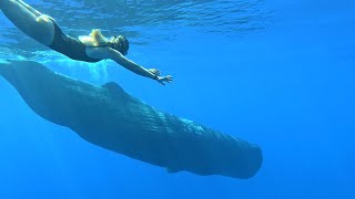 Sperm Whale Drone Footage and Close Underwater Diving Encounter 4K Video [upl. by Aihsena]