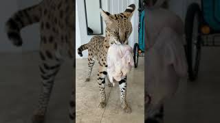 Savannah Cat Love to Eat Chicken Aggressive Savannah Cat  Energetic Savannah Cat [upl. by Notyalc]