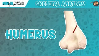 Humerus Anatomy [upl. by Edyaw]