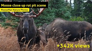 Moose rut pit scene A monster bull moose is kept busy [upl. by Koorb]