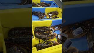 Crabes et Homards qui défilent en Chaîne  Kéroman Fishing Port  Lorient  Bretagne  France [upl. by Nekial]