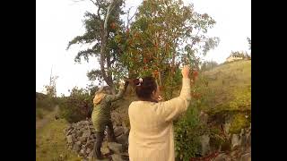 How to harvest Arbutus tree berries for Jewelry making [upl. by Esmerelda]