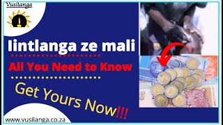 iintlanga ze mali All You Need to Know [upl. by Heiskell]