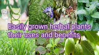 Easily grown herbal plants and their uses benefits Medicinal plants grown at home Urdu hindi [upl. by Payne289]