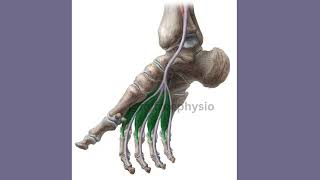 lower limb 🦵 foot  easy to learn [upl. by Aldwin]