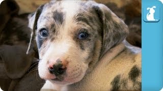 Louisiana Catahoula Leopard Puppies  Puppy Love [upl. by Andrea]