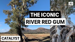 The cultural significance of the river red gum  Australias Favourite Tree [upl. by Acireit]