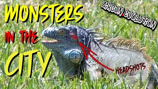 MONSTER Iguana Hunting in the Middle of the CITY  Florida Iguana Hunt [upl. by Ayaros577]