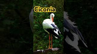 The Majestic Ciconia A Symbol of Grace and Strength September 15 2024 ciconia nature foryou [upl. by Elia]