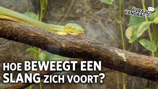 Hoe beweegt een slang zich voort 🐍  De Vraag Van Vandaag [upl. by Navonod]