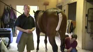 Equine Joint Injections [upl. by Eniffit319]