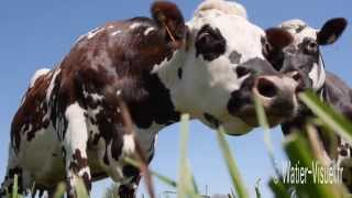 Troupeau de Vaches Normandes en pâture sur une prairie de Dactyle [upl. by Stoller]