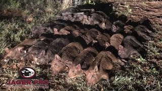 Hog Trapping  Permanent Hog Trap Site Capture  JAGER PRO™ [upl. by Nikki302]