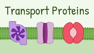 Transport Proteins Pumps Channels Carriers [upl. by Simsar]