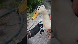 Parte 12 🦆 El PATO GALLINA 😆 pato humor shorts viral animales funny tortillas parte1 fyp [upl. by Pittel]