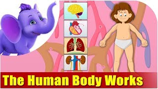 How the Human Body Works  Kids Animation Learn Series [upl. by Dnalhsa]