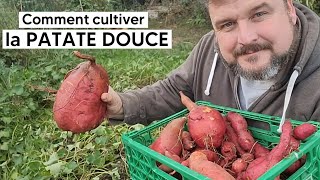 Comment cultiver la PATATE DOUCE [upl. by Oona]