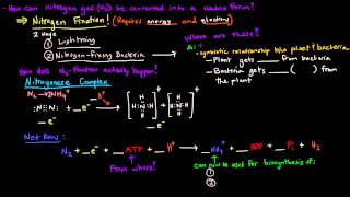 Nitrogen Metabolism Part 1 of 2  Introduction and Nitrogen Fixation [upl. by Vincent]