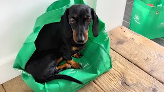 Mini Dachshunds Mini Vlog [upl. by Jamilla]