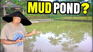 Are MUD PONDS Healthy for Koi Fish [upl. by Ellimaj714]