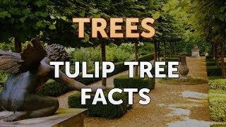 Tulip Tree Facts [upl. by Sikram]