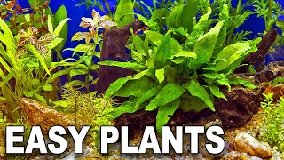 My Top 10 Easy Beginner Aquarium Plants [upl. by Ardnikat276]