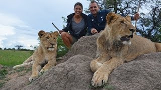 Walking Eating and Hunting with the Lions of Antelope Park [upl. by Dulsea]