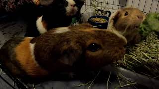 Guinea Pigs hail the kale [upl. by Devon]