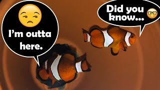 Facts on Clownfish  What do Clownfish Eat amp Clownfish Habitat [upl. by Inavihs]