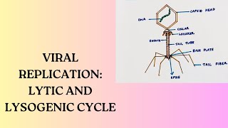 Viral Replication Lytic Cycle  Lysogenic Cycle [upl. by Petit]