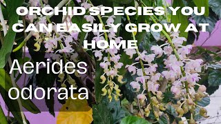 How to care for Vanda orchid Aerides odorata [upl. by Ylnevaeh]