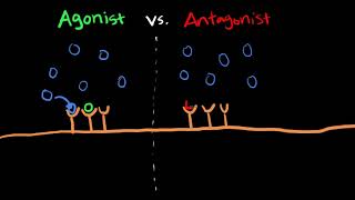 Agonist Antagonist Partial Agonist Inverse Agonist [upl. by Gautier]