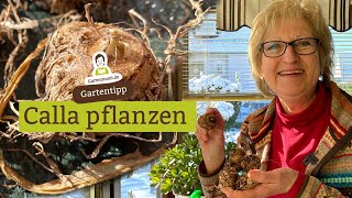 Wenn die Knollen treiben Calla pflanzen [upl. by Steffin]