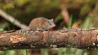 Agile Antechinus Mating Behavior sounds amp vocalization [upl. by Nerual326]