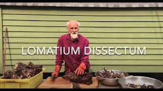 How to Process Lomatium Dissectum Root with Michael Pilarski quotSkeeterquot [upl. by Itnahs]