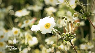 Bienvenue aux jardins  Jardin de Ville [upl. by Earal]